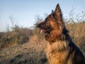 German shepherd dog sitting on grass in the forest. Female German shepherd. Royalty Free Stock Photo