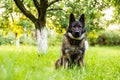 German Shepherd dog sitting on the grass at a park Royalty Free Stock Photo