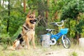 German shepherd dog sitting and guarding a little children blue bicycle outdoors