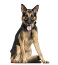 German Shepherd dog sitting, panting, looking at the camera Royalty Free Stock Photo