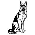 German Shepherd dog sitting pose- vector isolated illustration on white background