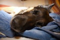 German shepherd dog sleep. Sleeping dogs face close up