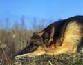 German Shepherd Dog, Sleeping Royalty Free Stock Photo