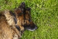 German shepherd dog sleeping on the grass Royalty Free Stock Photo