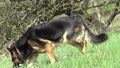 German Shepherd dog Sniffing in grass. Tracker Dog