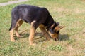 German shepherd dog sniffs