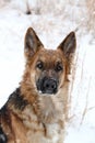 German Shepherd Dog in Snow Royalty Free Stock Photo
