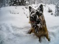 German shepherd dog in the snow, Cortina D`Ampezzo, Italy Royalty Free Stock Photo