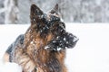 German shepherd dog in the snow, Cortina D`Ampezzo, Italy Royalty Free Stock Photo