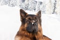 German shepherd dog in the snow, Cortina D`Ampezzo, Italy Royalty Free Stock Photo