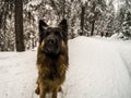 German shepherd dog in the snow, Cortina D`Ampezzo, Italy Royalty Free Stock Photo