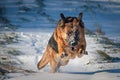 German Shepherd Dog in Snow Royalty Free Stock Photo