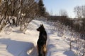 German shepherd dog on snow Royalty Free Stock Photo