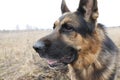 German shepherd dog in spring day Royalty Free Stock Photo