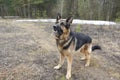 German shepherd dog in spring day Royalty Free Stock Photo