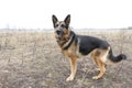 German shepherd dog in spring day Royalty Free Stock Photo