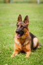 A German shepherd dog is standing on the grassland Royalty Free Stock Photo