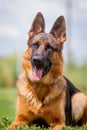 A German shepherd dog is standing on the grassland Royalty Free Stock Photo