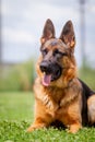 A German shepherd dog is standing on the grassland Royalty Free Stock Photo