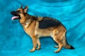 German Shepherd Dog Standing In Profile Royalty Free Stock Photo