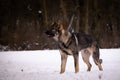 German Shepherd Dog is standing in snow. Royalty Free Stock Photo