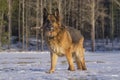 German Shepherd dog standing in the snow, holding a stick. Royalty Free Stock Photo