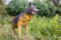 German shepherd stone statue Royalty Free Stock Photo