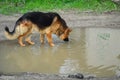 German shepherd dog stay in a mud puddle and drink dirty water