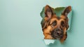 German shepherd dog is sticking its head through a hole in the torn blue paper