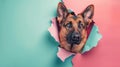 German shepherd dog is sticking its head through a hole in the torn color paper