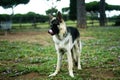 German shepherd dog Royalty Free Stock Photo