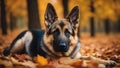 german shepherd dog A sweet German Shepherd puppy with alert ears and kind eyes, lying on a soft plaid blanket,