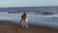 German Shepherd dog on the tideline of a beach Royalty Free Stock Photo