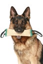 German Shepherd dog with a toy Royalty Free Stock Photo