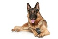 German Shepherd dog with a toy Royalty Free Stock Photo