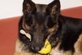 German shepherd dog with toy ball Royalty Free Stock Photo