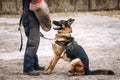 German Shepherd Dog Training. Alsatian Wolf Dog. Deutscher, Dog.