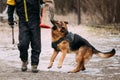 German Shepherd Dog training. Biting dog.