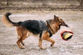 German Shepherd Dog training. Biting dog.