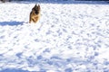 German shepherd dog trainings on snow