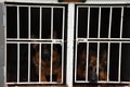 German Shepherd Dog. Two dogs are locked up in a cage on a trailer. Royalty Free Stock Photo