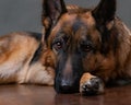 German Shepherd. The dog is upset that the owner is gone. Royalty Free Stock Photo