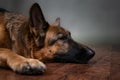 German Shepherd. The dog is upset that the owner is gone. Royalty Free Stock Photo