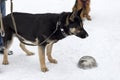 German shepherd dog waiting for his dinner Royalty Free Stock Photo