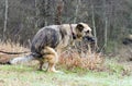 German Shepherd Dog pooping in yard