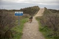 German Shepherd dog walking on a sandy pathway