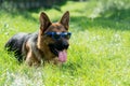 German Shepherd Royalty Free Stock Photo