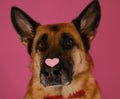 German Shepherd Dog Wears Bow Tie And Has Red Heart On Nose. Congratulations For Wedding, Anniversary Or Birthday