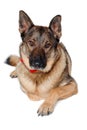 German shepherd dog on white background Royalty Free Stock Photo