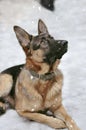 German Shepherd. Dog in winter
